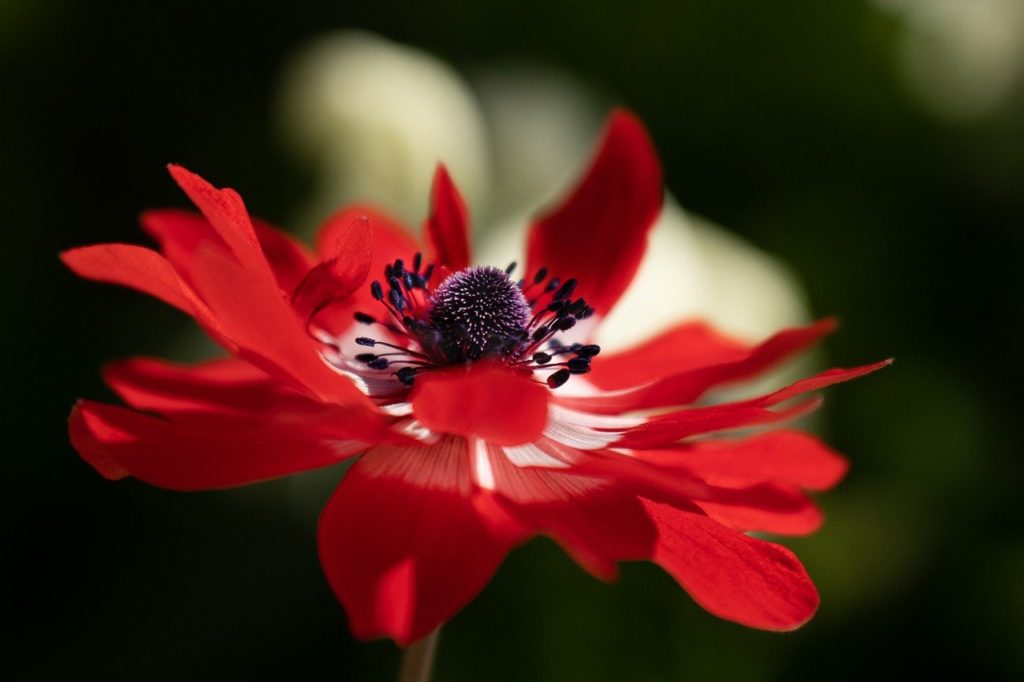 anemone, flower, red flower-6288318.jpg