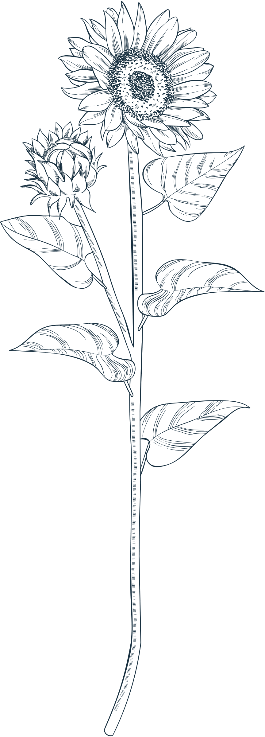 Greyish Sunflower